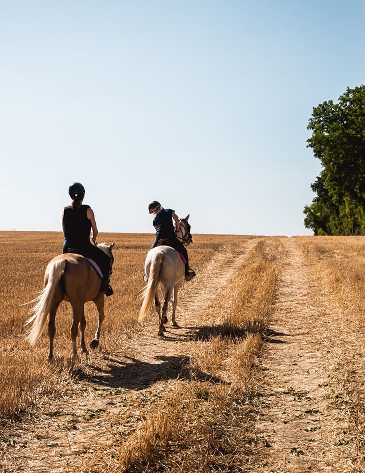 Chevaux sur les chemins du Vexin
