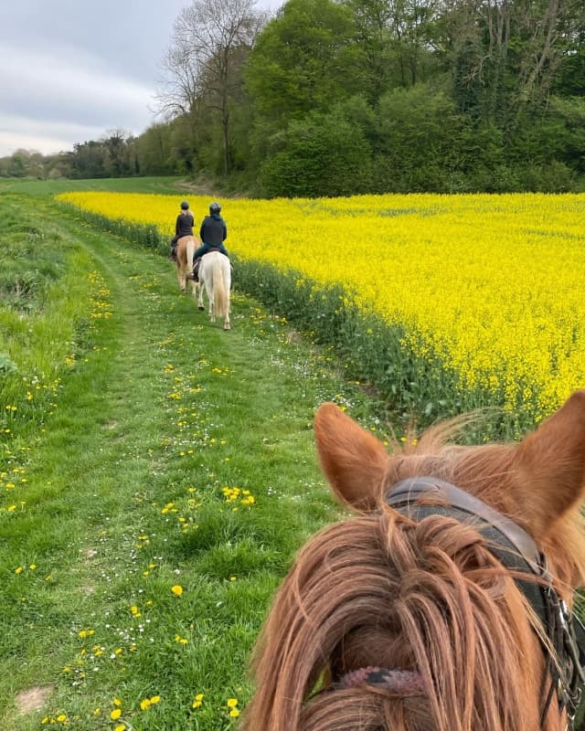 Balade équestre au milieu des champs de colza en fleur