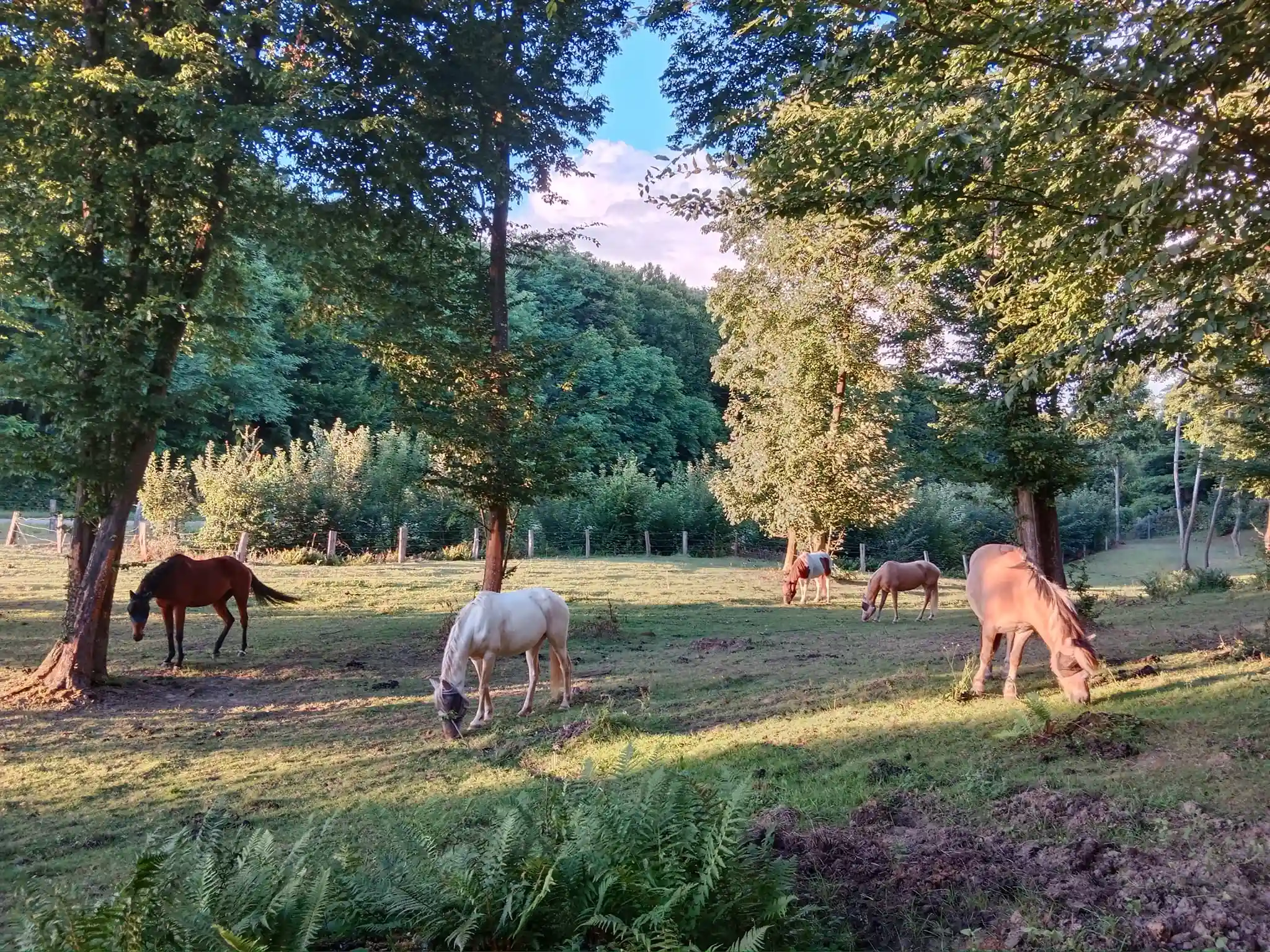 Cavalière au galop dans la forêt