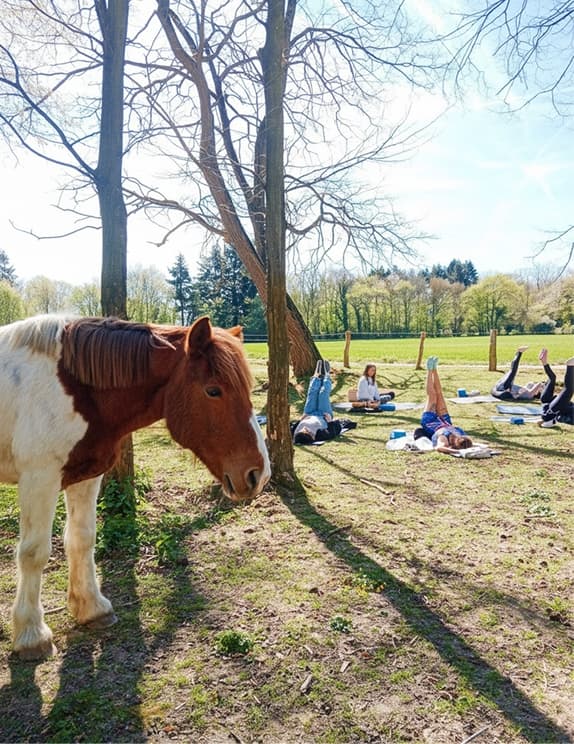 Yoga équestre au milieu des chevaux dans le Vexin